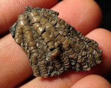 Load image into Gallery viewer, Small detailed 3D crinoid head fossil (32 mm)