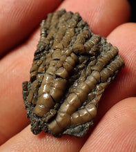 Load image into Gallery viewer, Small detailed 3D crinoid head fossil (32 mm)