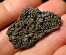 Load image into Gallery viewer, Small detailed 3D crinoid head fossil (32 mm)