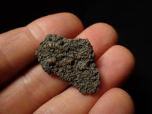 Load image into Gallery viewer, Small detailed 3D crinoid head fossil (32 mm)