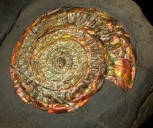 Load image into Gallery viewer, Large 97mm rainbow iridescent Caloceras display ammonite fossil