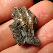 Load image into Gallery viewer, Detailed crinoid head fossil (32 mm)