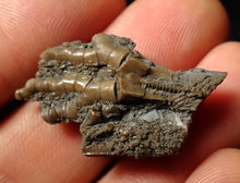 Load image into Gallery viewer, Detailed crinoid head fossil (32 mm)