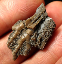 Load image into Gallery viewer, Detailed crinoid head fossil (32 mm)