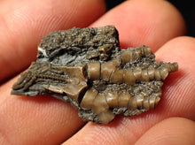 Load image into Gallery viewer, Detailed crinoid head fossil (32 mm)