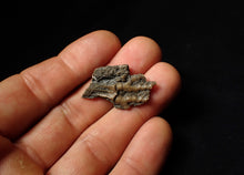 Load image into Gallery viewer, Detailed crinoid head fossil (32 mm)