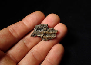 Detailed crinoid head fossil (32 mm)