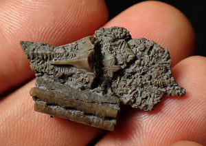 Detailed crinoid head fossil (32 mm)