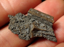 Load image into Gallery viewer, Detailed crinoid head fossil (32 mm)