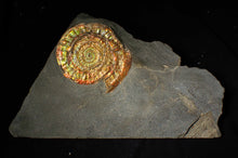 Load image into Gallery viewer, Large 80mm rainbow iridescent Caloceras display ammonite fossil