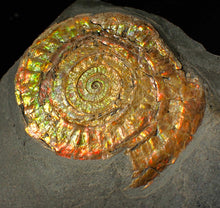 Load image into Gallery viewer, Large 80mm rainbow iridescent Caloceras display ammonite fossil