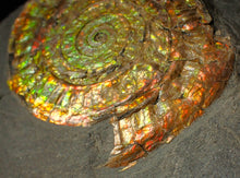 Load image into Gallery viewer, Large 80mm rainbow iridescent Caloceras display ammonite fossil