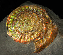 Load image into Gallery viewer, Large 80mm rainbow iridescent Caloceras display ammonite fossil