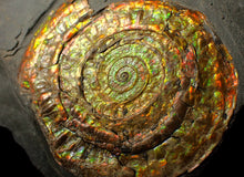 Load image into Gallery viewer, Large 80mm rainbow iridescent Caloceras display ammonite fossil