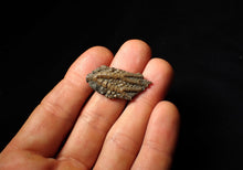 Load image into Gallery viewer, Small detailed 3D crinoid head fossil (35 mm)