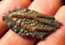 Load image into Gallery viewer, Small detailed 3D crinoid head fossil (35 mm)