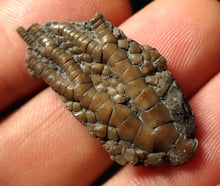 Load image into Gallery viewer, Small detailed 3D crinoid head fossil (35 mm)