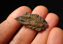 Load image into Gallery viewer, Small detailed 3D crinoid head fossil (35 mm)