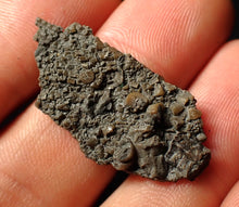 Load image into Gallery viewer, Small detailed 3D crinoid head fossil (35 mm)