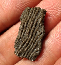 Load image into Gallery viewer, Small detailed crinoid head fossil (26 mm)
