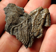 Load image into Gallery viewer, Detailed crinoid head fossil (40 mm) Pentacrinites