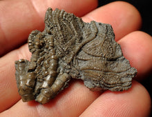 Load image into Gallery viewer, Detailed crinoid head fossil (40 mm) Pentacrinites