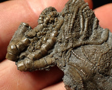 Load image into Gallery viewer, Detailed crinoid head fossil (40 mm) Pentacrinites