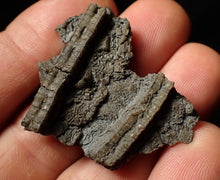 Load image into Gallery viewer, Detailed crinoid head fossil (40 mm) Pentacrinites