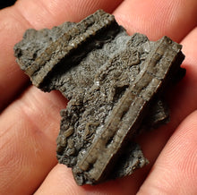 Load image into Gallery viewer, Detailed crinoid head fossil (40 mm) Pentacrinites