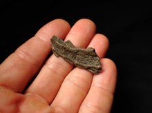 Load image into Gallery viewer, Detailed crinoid head fossil (43 mm)
