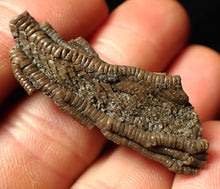 Load image into Gallery viewer, Detailed crinoid head fossil (43 mm)