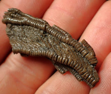 Load image into Gallery viewer, Detailed crinoid head fossil (43 mm)