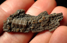 Load image into Gallery viewer, Detailed crinoid head fossil (43 mm)