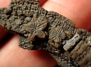 Detailed crinoid head fossil (43 mm)