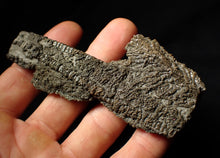 Load image into Gallery viewer, Detailed 3D crinoid multi-stem fossil (100 mm)