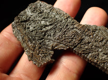 Load image into Gallery viewer, Detailed 3D crinoid multi-stem fossil (100 mm)