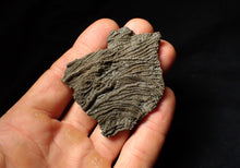 Load image into Gallery viewer, Detailed 3D pyritised crinoid head fossil (60 mm)