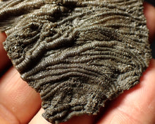 Load image into Gallery viewer, Detailed 3D pyritised crinoid head fossil (60 mm)