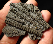 Load image into Gallery viewer, Detailed 3D pyritised crinoid head fossil (60 mm)