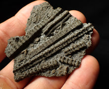 Load image into Gallery viewer, Detailed 3D pyritised crinoid head fossil (60 mm)