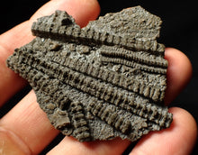 Load image into Gallery viewer, Detailed 3D pyritised crinoid head fossil (60 mm)