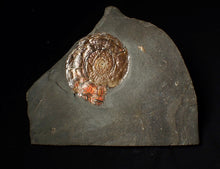 Load image into Gallery viewer, Large 58 mm Iridescent Psiloceras ammonite display fossil