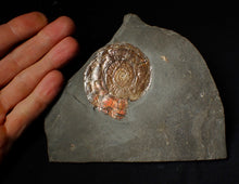 Load image into Gallery viewer, Large 58 mm Iridescent Psiloceras ammonite display fossil