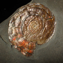Load image into Gallery viewer, Large 58 mm Iridescent Psiloceras ammonite display fossil