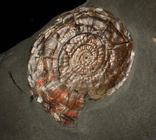 Load image into Gallery viewer, Large 58 mm Iridescent Psiloceras ammonite display fossil