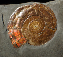 Load image into Gallery viewer, Large 58 mm Iridescent Psiloceras ammonite display fossil