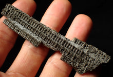 Load image into Gallery viewer, Detailed 3D crinoid multi-stem fossil (86 mm)