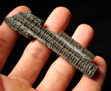 Load image into Gallery viewer, Detailed 3D crinoid multi-stem fossil (86 mm)