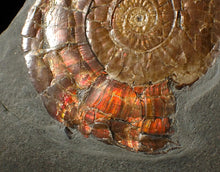 Load image into Gallery viewer, Large 58 mm Iridescent Psiloceras ammonite display fossil
