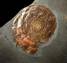 Load image into Gallery viewer, Large 58 mm Iridescent Psiloceras ammonite display fossil